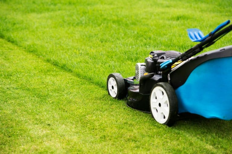 what lawn mower do i need